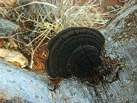 IRR1013 Phoma sp..jpg