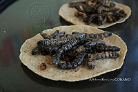 3R00691 Arsenura polyodonta.jpg