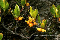 JF078 0358 Ernodea littoralis.jpg