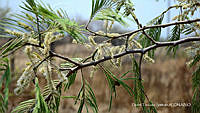 proy JF091 0255 Lysiloma acapulcense.JPG
