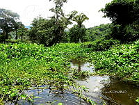 ME003 0064 Crocodylus moreletii.jpg