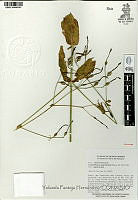 YPH1946 Lisianthius nigrescens.jpg