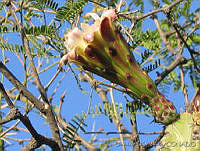 OTV6294 Stenocereus pruinosus.jpg