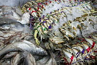 MASM04697 Callinectes sp..jpg