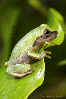 Sarcohyla hapsa_4.jpg