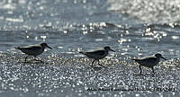 AAKVDH 0422 Calidris alba.JPG