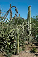 3R 00855 Pachycereus pringlei;.jpg