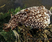 DP014-22 Aplysia vaccaria.jpg