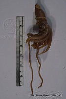 KT014 0140 Stigmatoteuthis hoylei.JPG