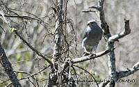 AAKVDH 0528 Buteo plagiatus.JPG