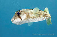 CCK0276 Diodon holocanthus.jpg