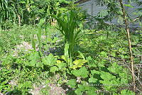 SG019 0233 Cucurbita sp..jpg