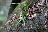 ZAPF0299 Oncidium sp..jpg