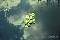 3476 Eichhornia crassipes.jpg