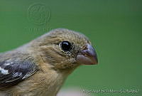 MASM03872 Sporophila torqueola.jpg
