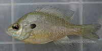 HE009 P 0041 Mojarra oreja azul.JPG