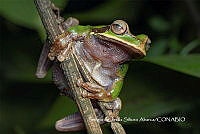 MN6PG0352 Smilisca phaeota.jpg