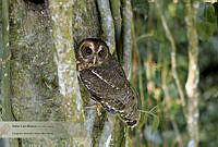 30_Strix_virgata.jpg