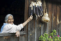 Zea mays_0405.jpg