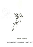 MARL0535 Pisoniella arborescens.jpg