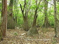 JAdNV0030 Beaucarnea recurvata.JPG