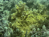 NE018 0061 Millepora alcicornis_1.jpg