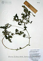 DZAJ184 Acalypha neomexicana.JPG