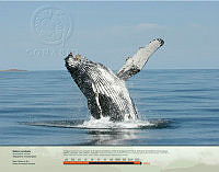 Ballena jorobada.jpg