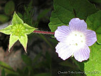 OTV0525 Anoda cristata.jpg