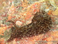 AEG0100 Stylocheilus striatus.jpg