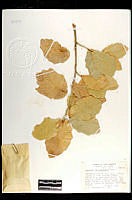 102074 Quercus chihuahuensis.jpg