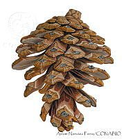 ANP0185 Pinus douglasiana.jpg