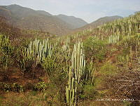 OTVHK040-906 Tetechera de Neobuxbaumia tetetzo cerca poblacion de Mhuitzilipochtli.TIF