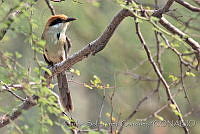 CSGHQ008-162 Momotus mexicanus.jpg