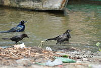 HJ6- 0266- Quiscalus mexicanus.jpg