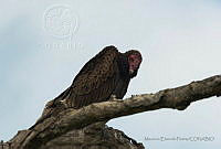 MEP07 Cathartes aura.jpg