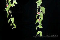 Huitz 1951 Russelia maculosa.jpg