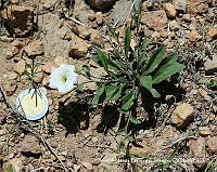 JJBC0061 Bouchetia erecta.JPG