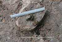 HVBR0001 Urocyon cinereoargenteus ssp. orinomus.JPG