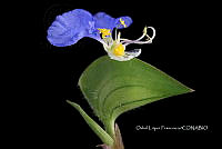 Zongo 2544 Commelina erecta.jpg