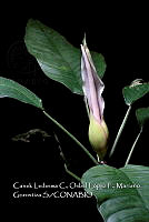 Zoqui 0383 Philodendron inaequilaterum.jpg