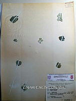 KT016 0081 Anabaina oscillarioides.jpg