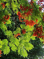CGL0817 Delonix regia.jpg