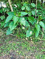SG019 0102 Solanum melongena.jpg