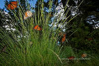 IDG1845 Danaus plexippus.jpg