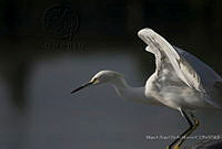 MASM08252 Egretta thula.jpg