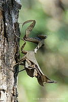 IRA01 Mantidae.jpg