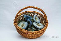 ZAPF 0631 Lactarius indigo.jpg