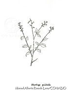 MARL0541 Plumbago pulchella.jpg