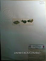 KT016 0075 Anabaina oscillarioides.jpg